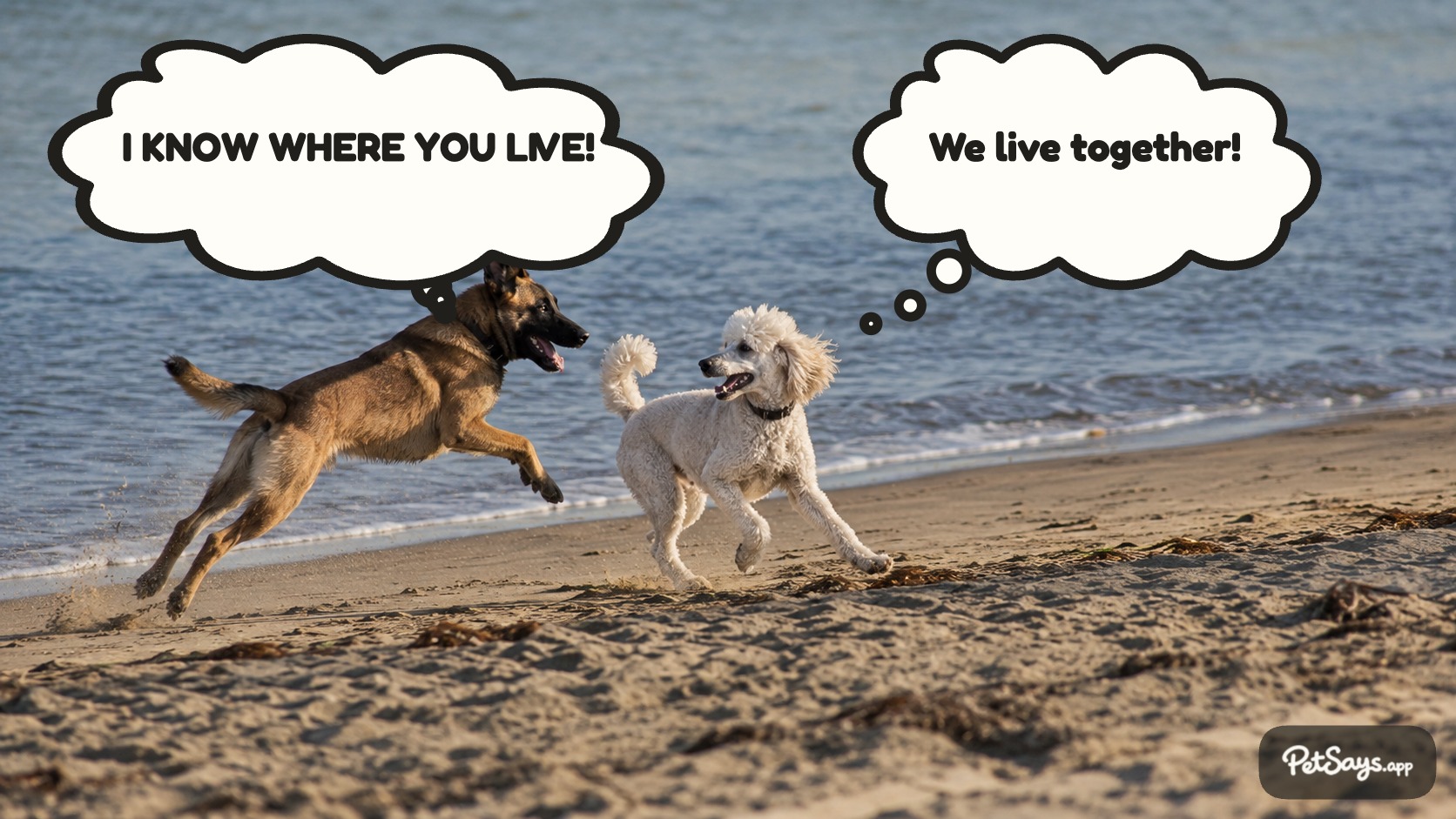 Finished PetSays example of a golden dog thinking We’re going WHERE?