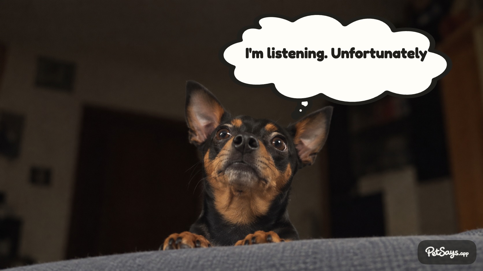 Finished PetSays example of a dog thinking I expected better.
